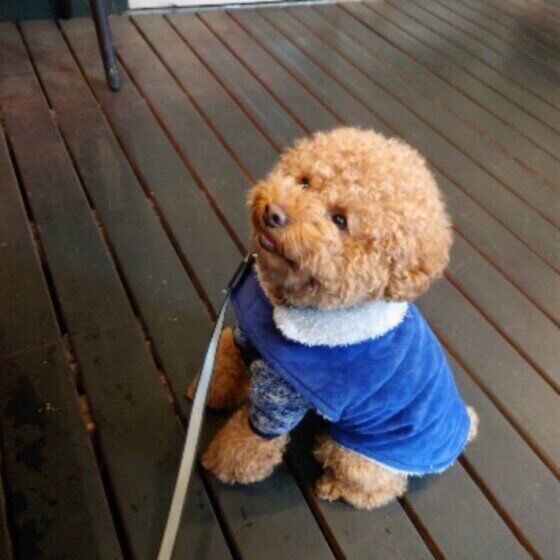 お出かけするトイ・プードル