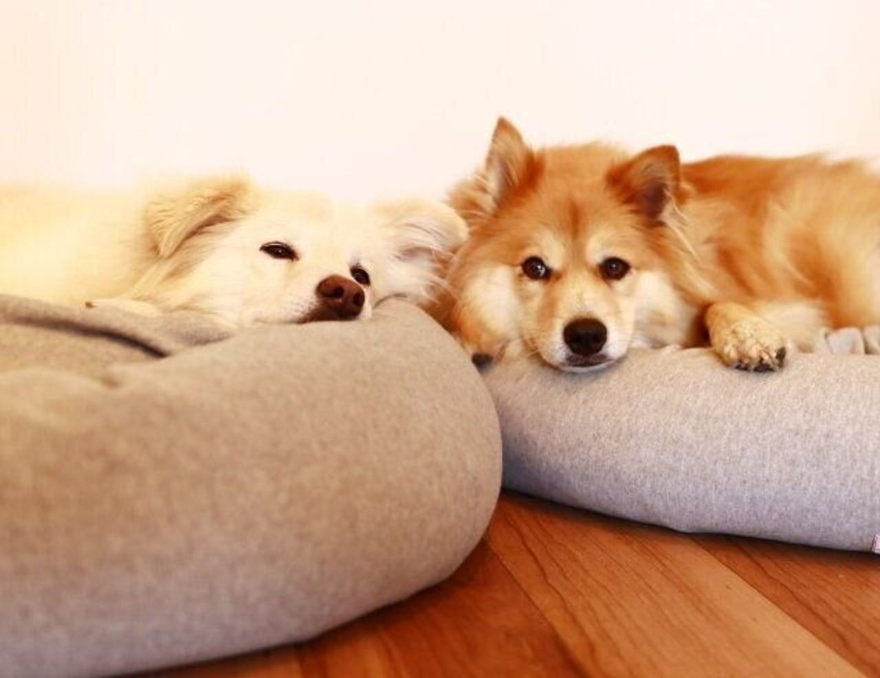 犬の知力の謎 穴澤賢の犬のはなし いぬのきもちweb Magazine 犬の知力の謎 穴澤賢の犬のはなし いぬのきもちweb Magazine