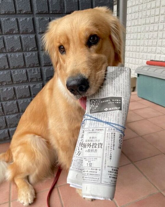 新聞をくわえるうどんちゃん