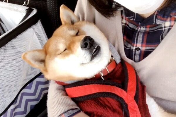 病院待ちの時間に爆睡するタップちゃん