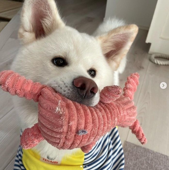 おもちゃをくわえるきなこちゃん