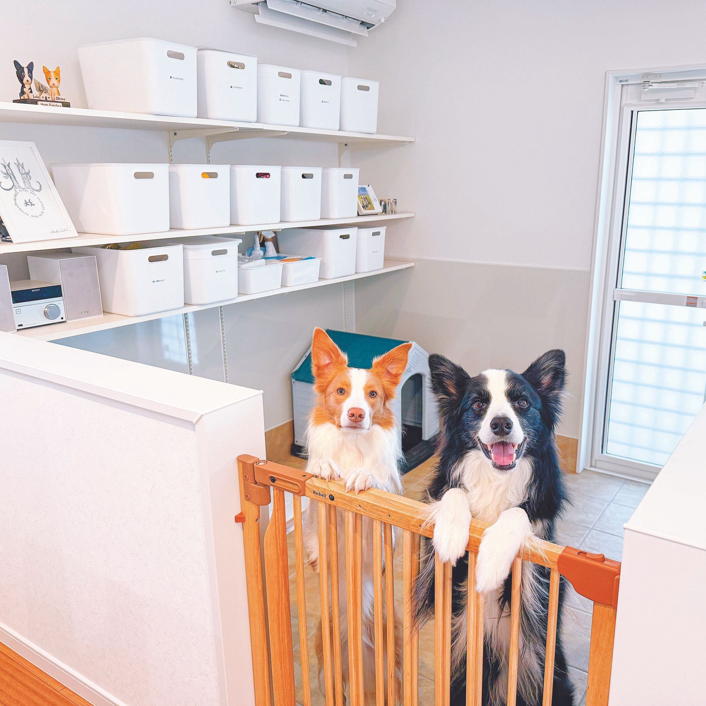 左からシャインくん（3才／暴れん坊）、ルークくん（5才／食いしん坊）ともにボーダー・コリー