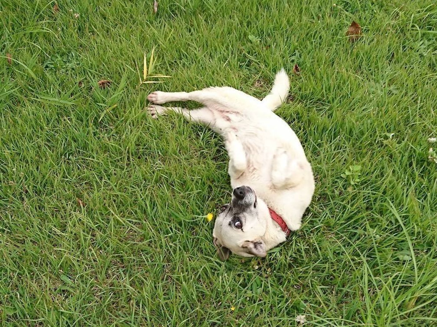 犬が地面に体をスリスリするのはどんな時 犬のオモシロ習性図鑑 いぬのきもちweb Magazine 犬が地面に体をスリスリするのはどんな時 犬のオモシロ習性図鑑 いぬのきもちweb Magazine