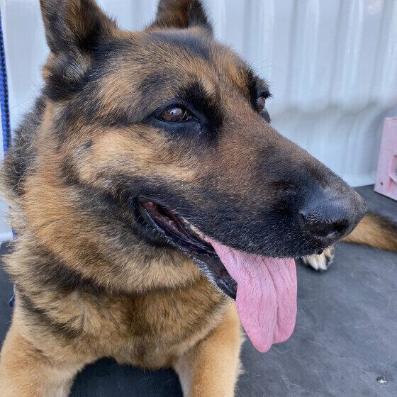 ジャーマン・シェパード・ドッグ