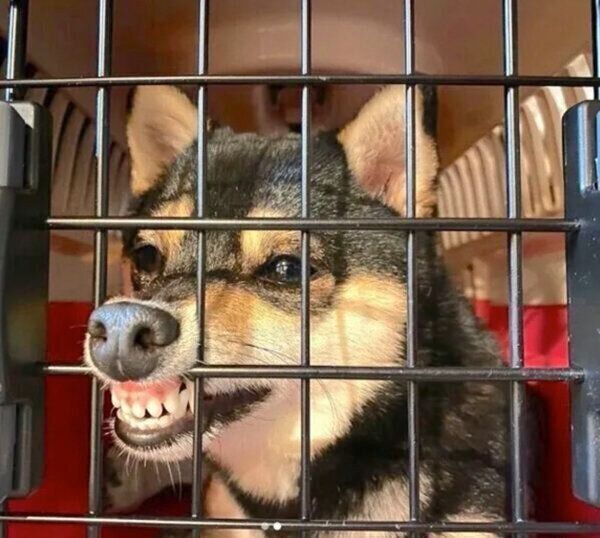 歯をムキッ!とさせるあずきちゃん