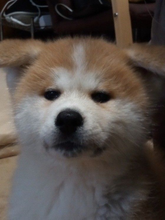 獣医師が解説 秋田犬の大きさは 平均体重とほかの犬との比較まで いぬのきもちweb Magazine