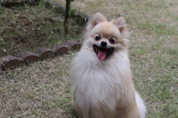 犬がにっこりと笑うのはなぜ 犬の笑顔に隠された3つの理由とは いぬのきもちweb Magazine