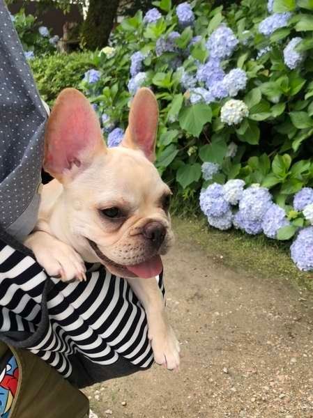 フレンチ・ブルドッグ