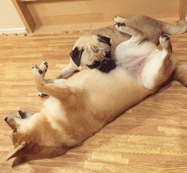 柴犬に顎を乗せるパグ