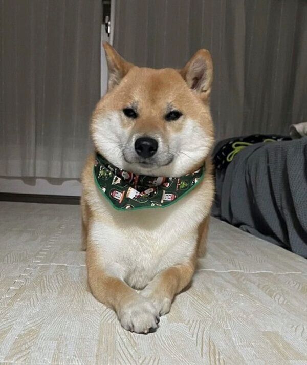 ちょっぴり怒っているふう太くん