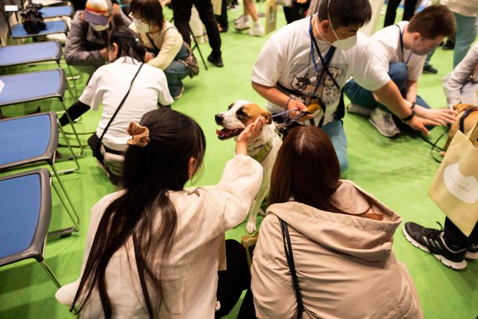 画像提供/パナソニック保護犬猫譲渡会事務局