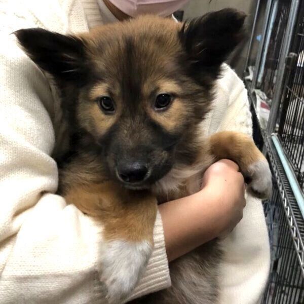 子犬時代のこまめちゃん