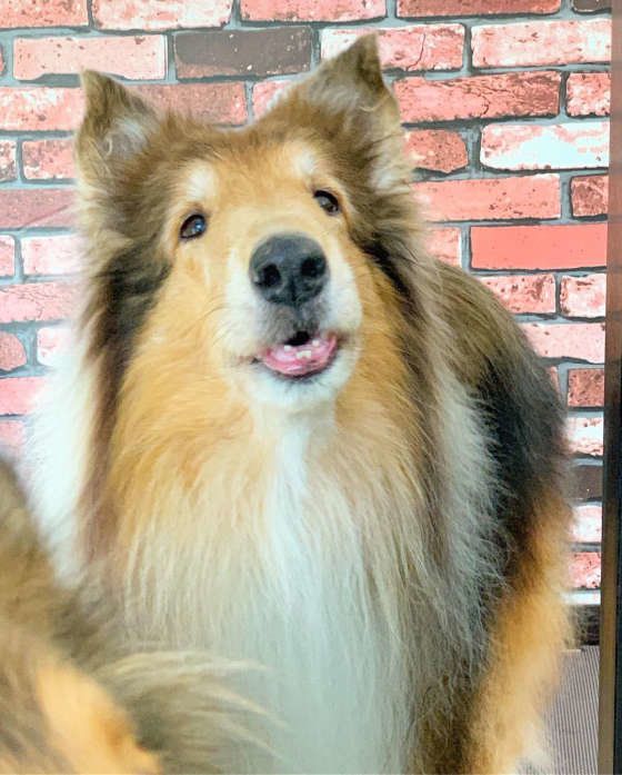 ラフ・コリーのラルクくん