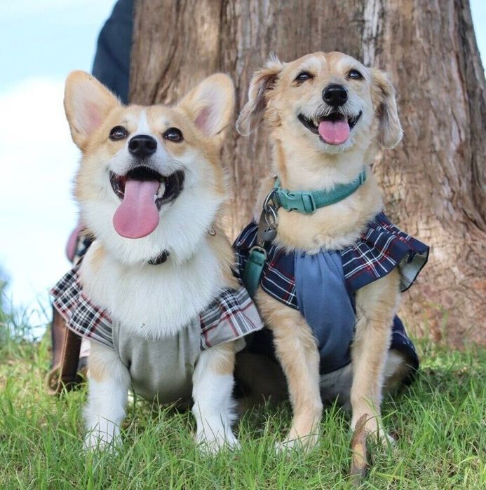 仲良しなまるちゃん、むぎちゃん