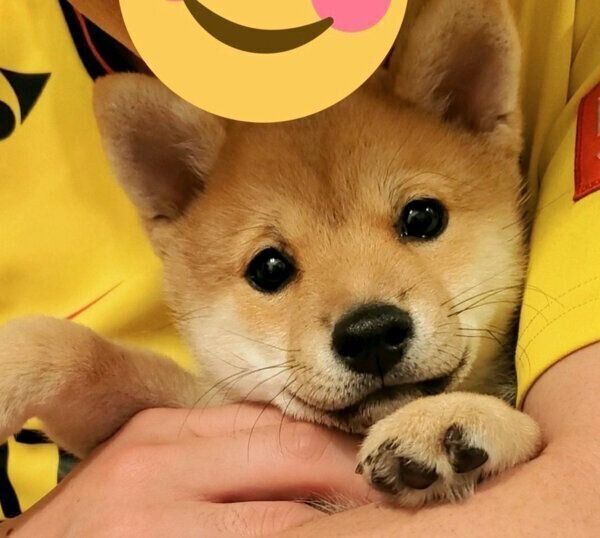 見つめるぽん太くん