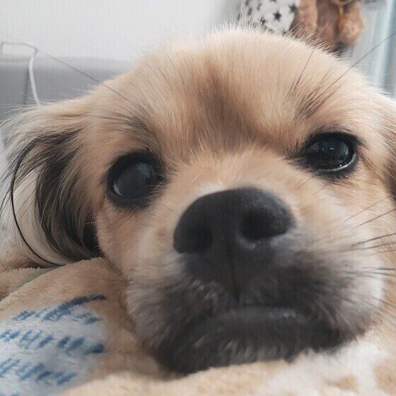犬の鳴き声で性格がわかる? クンクン鳴く犬の性格とは いぬのきもち