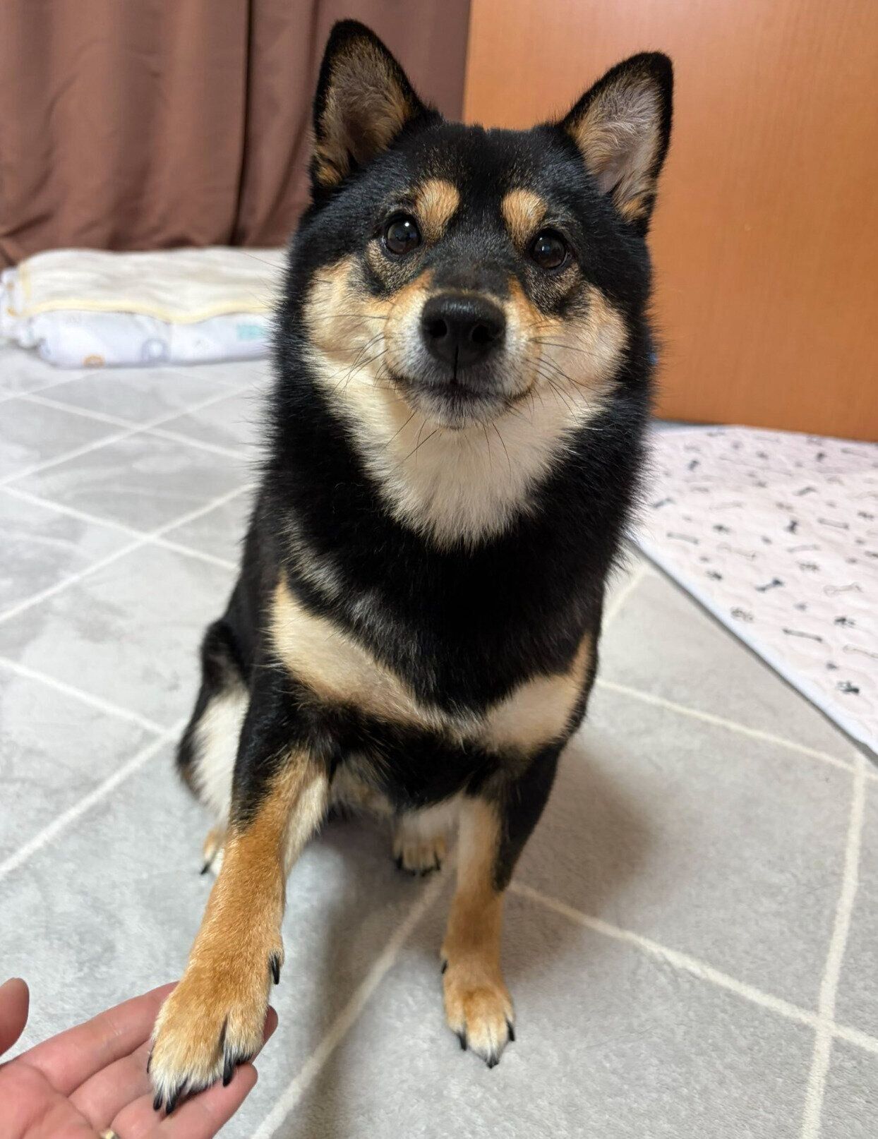 オテをするこまちちゃん