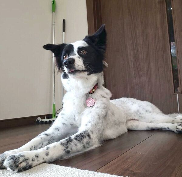 伏せをするりんちゃん