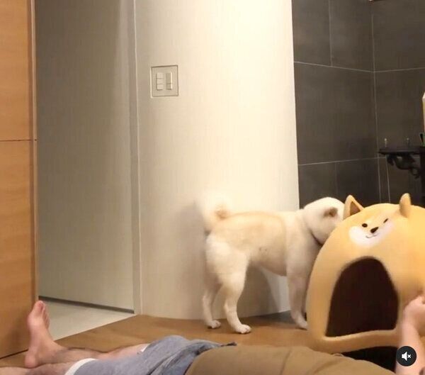 靴を隠すしらたまちゃん