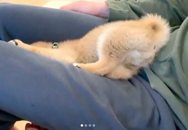 飼い主さんの膝の上で眠るこたろうくん