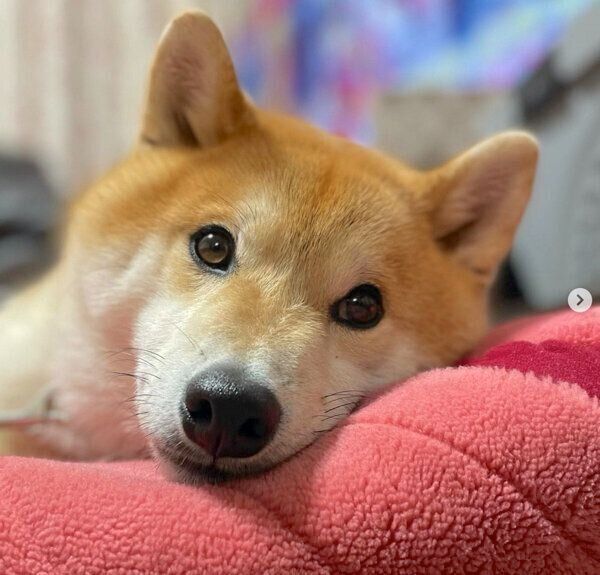 まったりする福丸くん