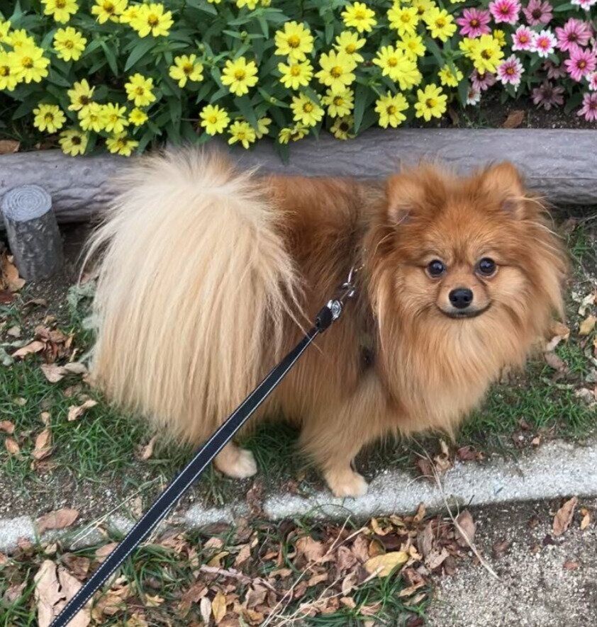 散歩中のポメラニアン