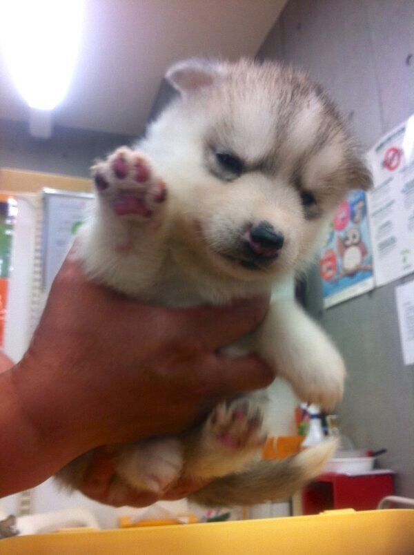 抱っこされるシルビアちゃん