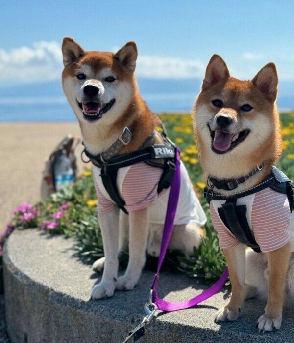 笑顔が可愛いサクくん、リクくん