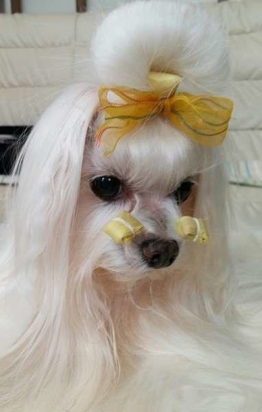 マルチーズ・ロゼちゃん・フルコート