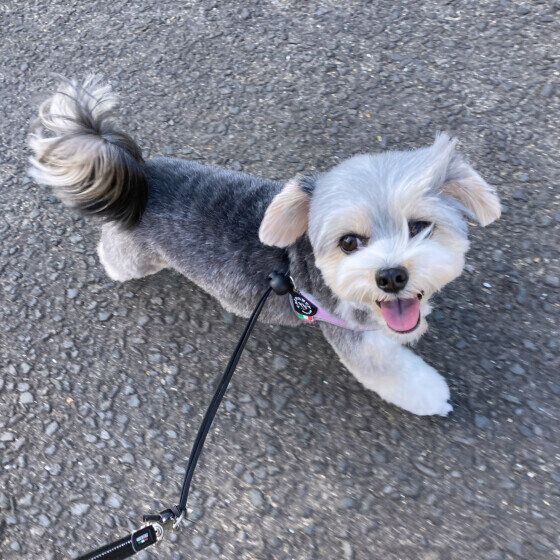 散歩中のミックス犬