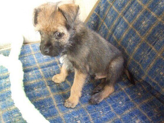 ボーダー・テリア