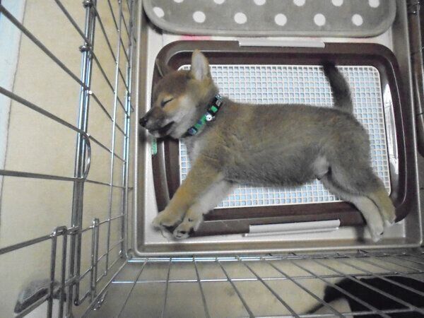 トイレの上で眠るふうたくん