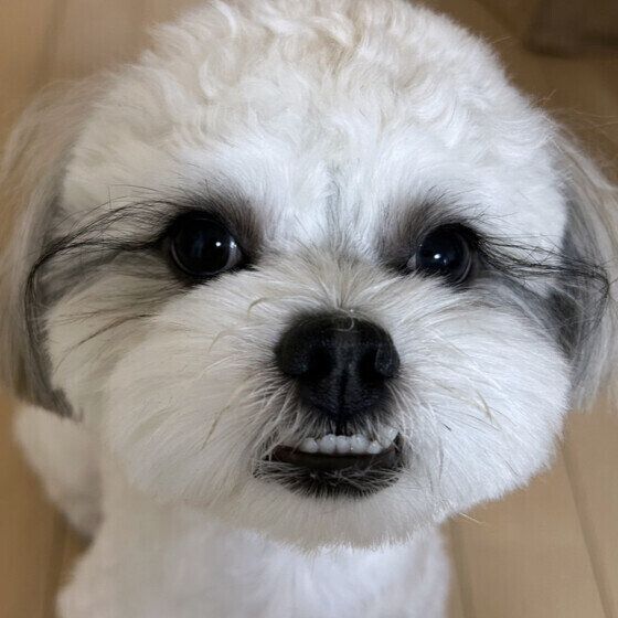 キラキラお目めのおもちちゃん