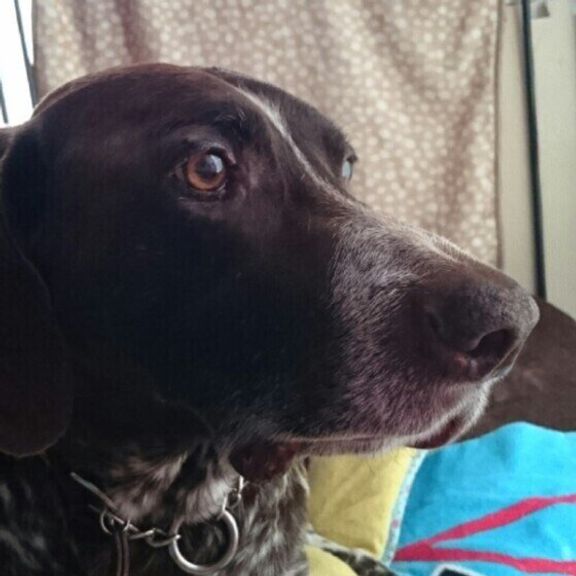 ジャーマン・ショートヘアード・ポインター