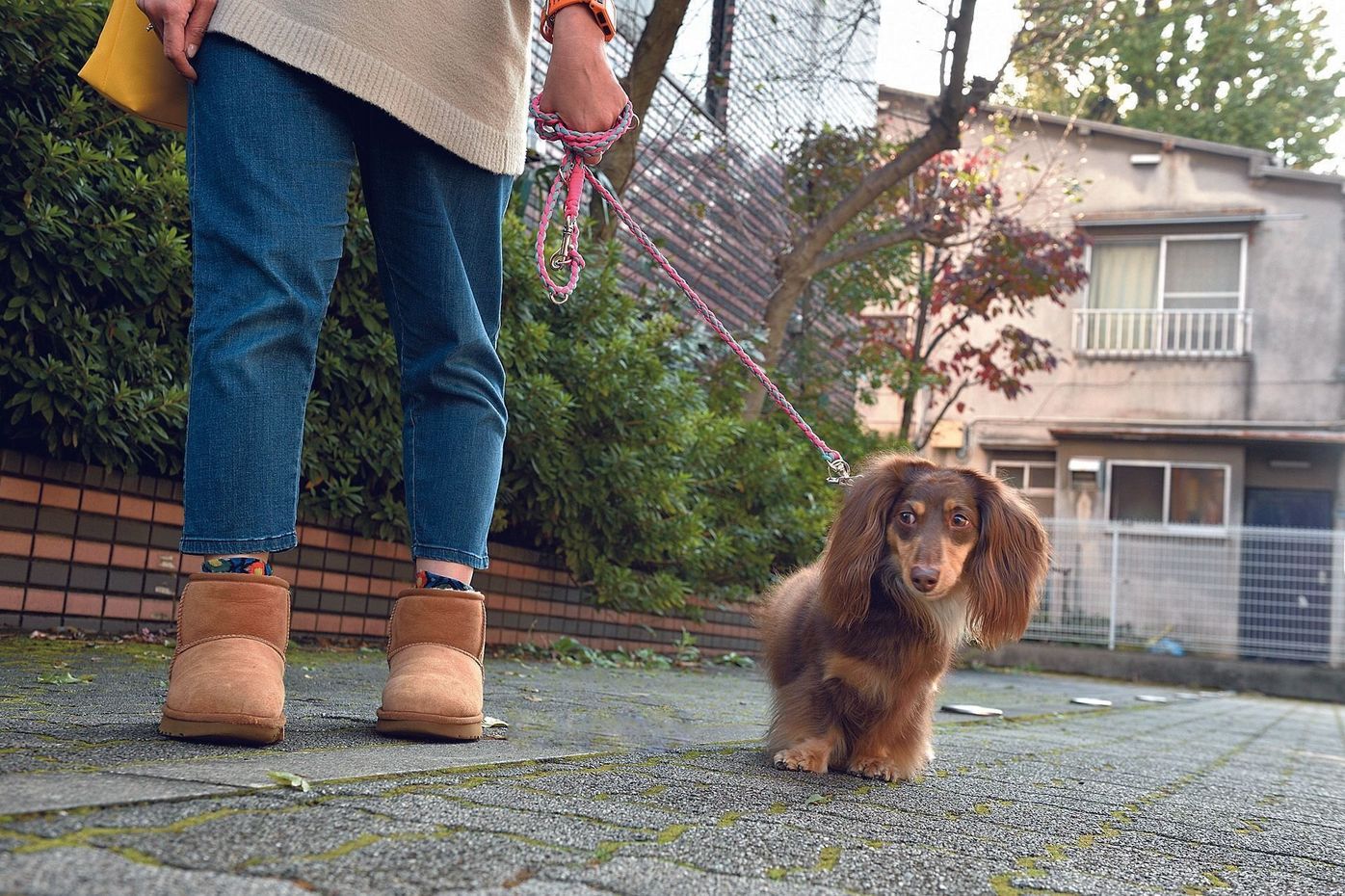 愛犬が とっても嫌がる 飼い主さんの行動4選 あなたのしつけ お世話は大丈夫 いぬのきもちweb Magazine 愛犬が とっても嫌がる 飼い主さんの行動4選 あなたのしつけ お世話は大丈夫 いぬのきもちweb Magazine