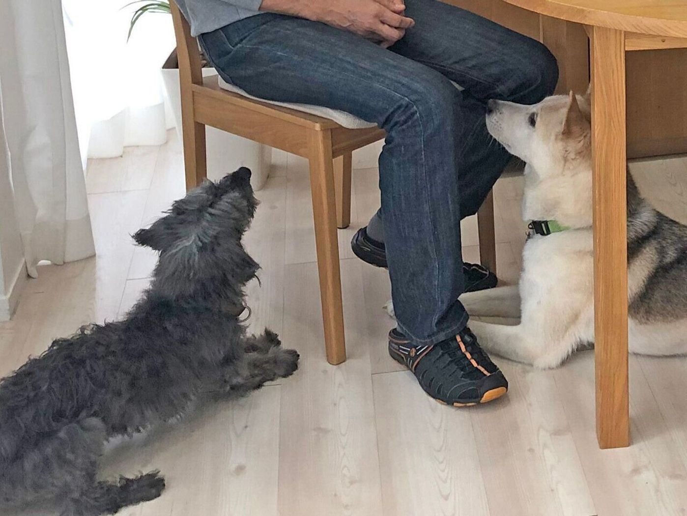 しつけのトレーニングはいつまで続ければいいの 連載 西川文二の 犬ってホントは Vol 65 いぬのきもちweb Magazine しつけのトレーニングはいつまで続ければいいの 連載 西川文二の 犬ってホントは Vol 65 いぬのきもちweb Magazine