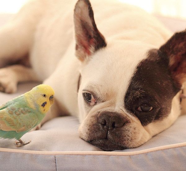 インコと仲良しのフレンチ・ブルドッグ