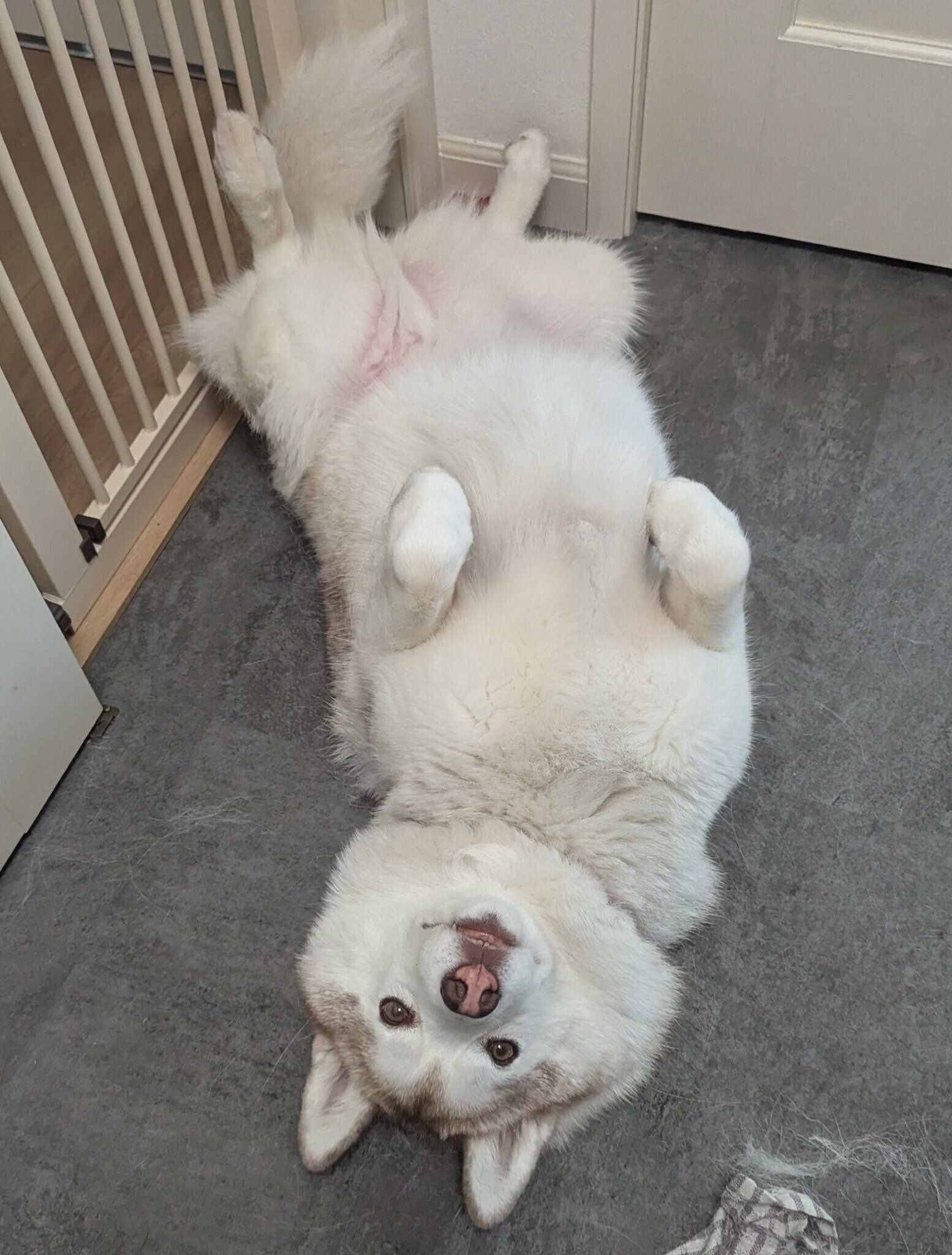 おうちでくつろぐおもちちゃん