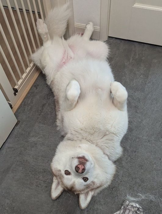 おうちでくつろぐおもちちゃん