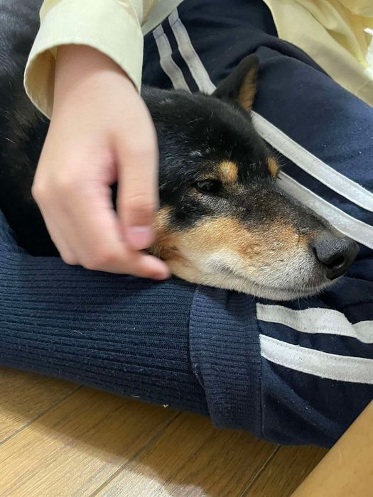 子どもの足元にすっぽり収まる柴犬
