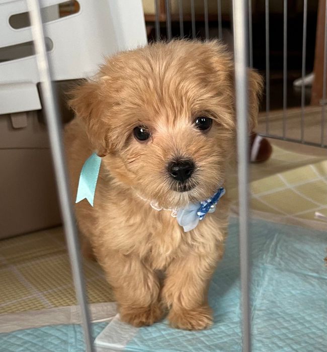 生後2カ月半の犬