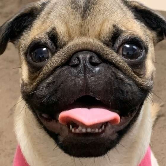 パグのたろいもくん