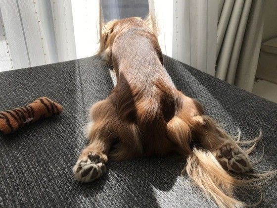 カニーンヘン・ダックスフンド