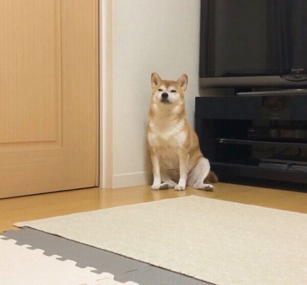 隅っこに座るももちゃん