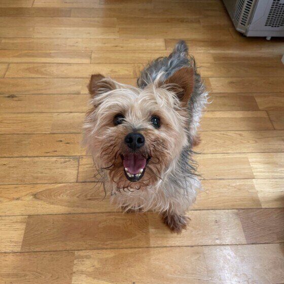 ヨークシャー・テリアのベルくん