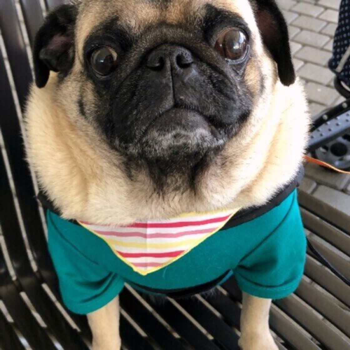 犬と電車に乗るには 東京の主要鉄道会社の料金やルール 飼い主体験談も いぬのきもちweb Magazine 犬と電車に乗るには 東京の主要鉄道会社の料金やルール 飼い主体験談も いぬのきもちweb Magazine