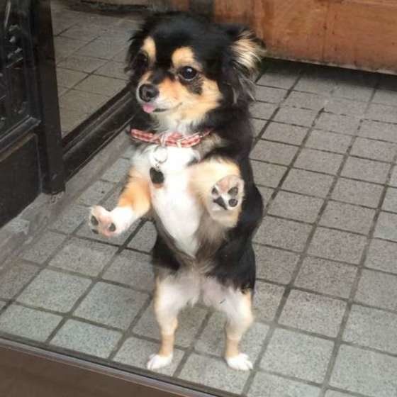 玄関でお出迎え♡なネネちゃん