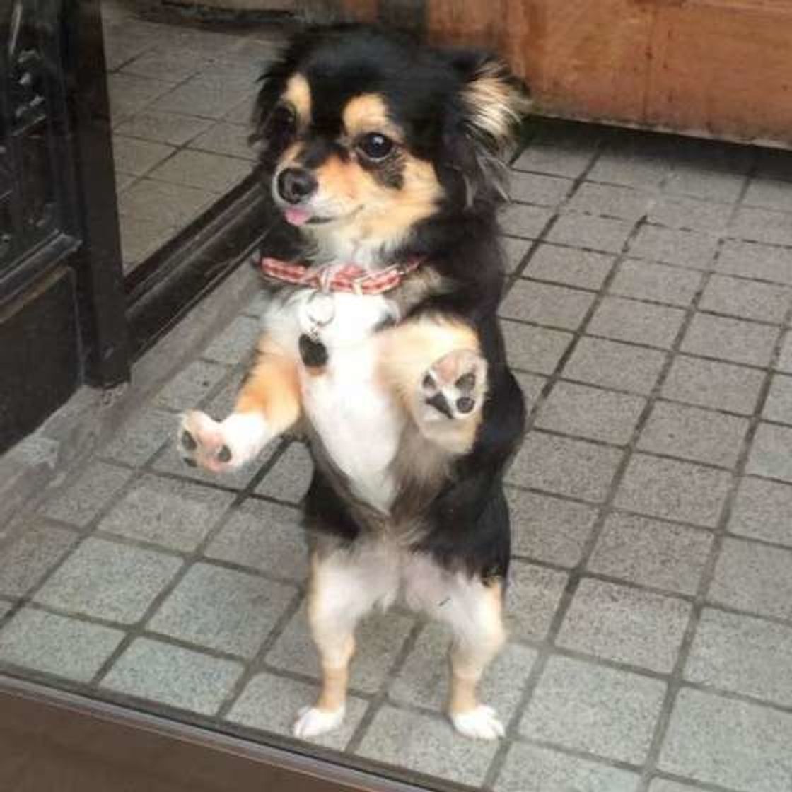 疲れも吹き飛ぶ 愛犬の お出迎え をカワイイ画像とともに解説 いぬのきもちweb Magazine 疲れも吹き飛ぶ 愛犬の お出迎え をカワイイ画像とともに解説 いぬのきもちweb Magazine