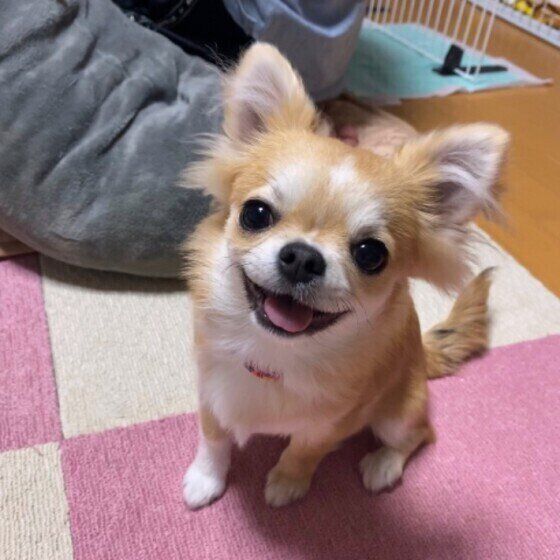 見つめるチワワ