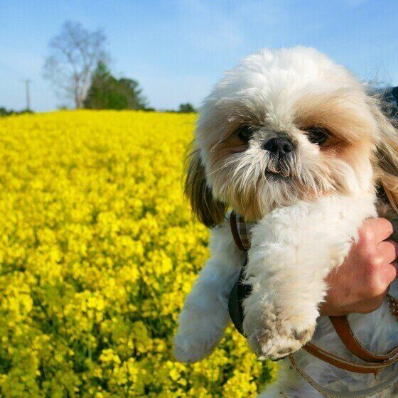 シー・ズーのポムくん